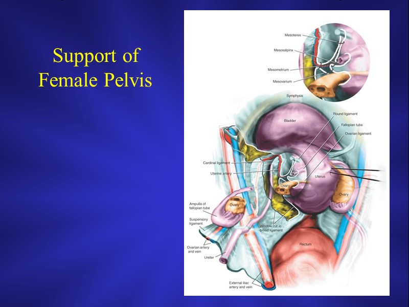 Support of  Female Pelvis